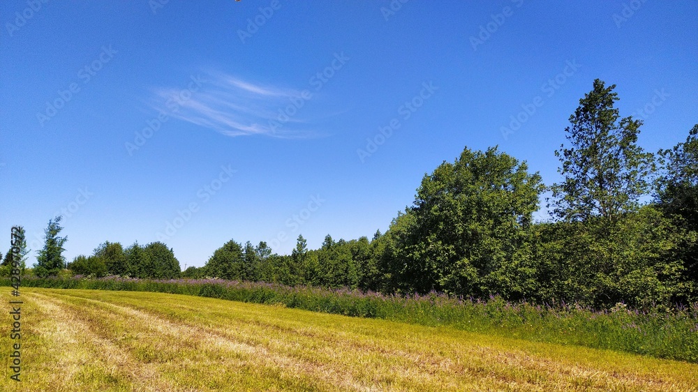 summer landscape of blue sky, field and trees