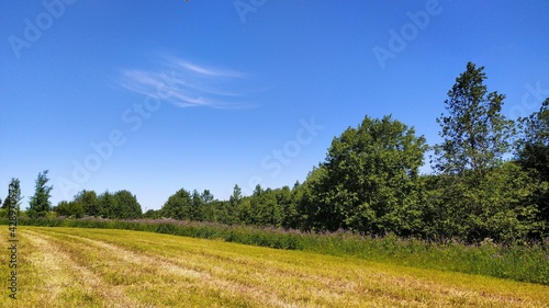 summer landscape of blue sky  field and trees