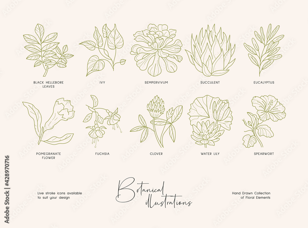 Set of hand drawn line art illustrations of flowers and leaves. Suit to brand identity, logo design
Set of hand drawn line art illustrations of flowers and leaves. Suit to brand identity, logo design