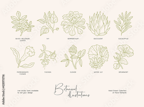 Set of hand drawn line art illustrations of flowers and leaves. Suit to brand identity, logo design 