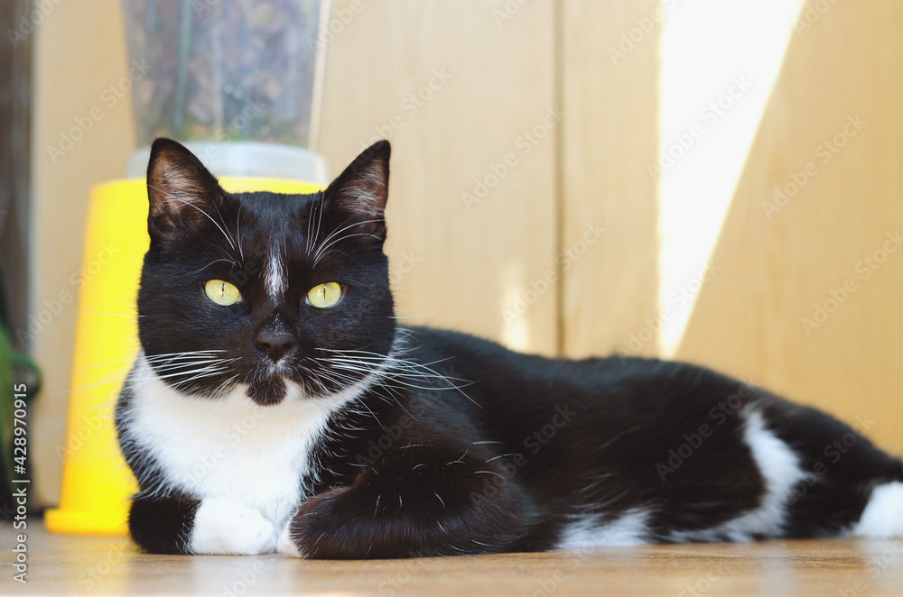 Beautiful black and white cat with green eyes sits on the balcony in sunny spring day at home. Fun animals. 