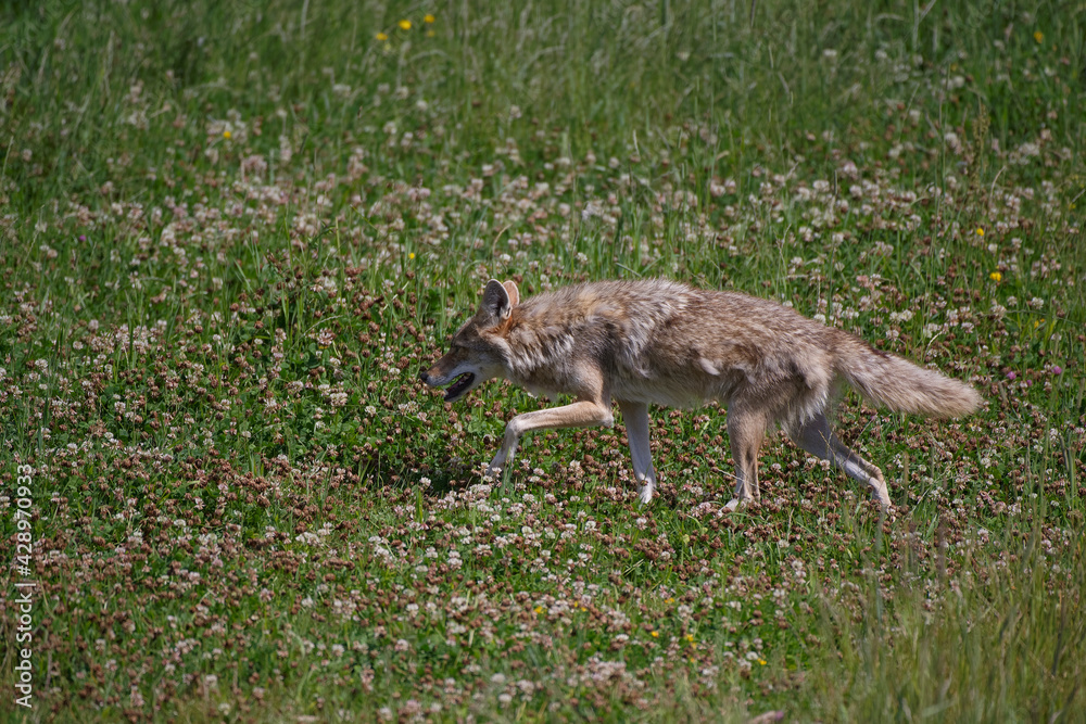 Coyotes Coyotes