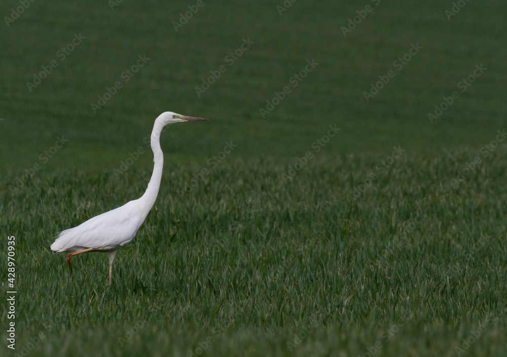 Fototapeta premium Great white egret