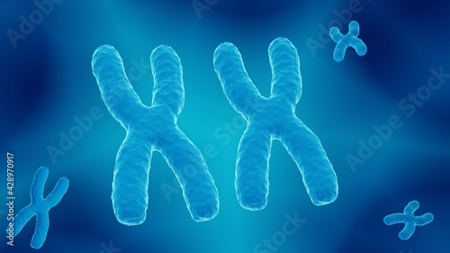 X chromosomes, female 23. chromosome pair carrying the DNA © Artur
