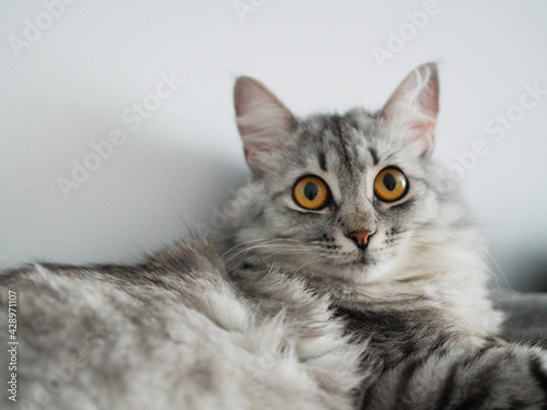 Portrait beautiful grey fluffy domestic cat with yellow eyes. Banner with place for text for veterinary clinics. The concept care of pets. Cat day. Ultimate gray color of the year 2021 © Alyona Shu