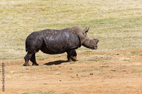 muddy dehorned white rhino walking in the grass