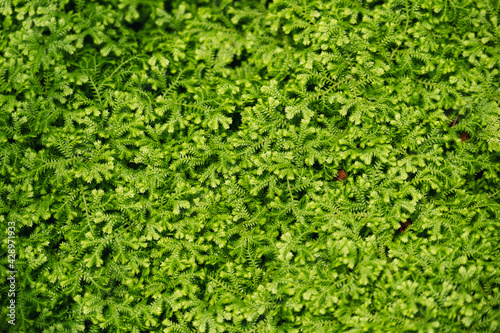 Closeup image of Selaginella spp. fern or Spike Moss in the garden