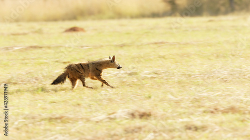 Aardwolf a nocturnal animal feeding mostly on termites and insect larvae, running towards the safety of his burrow photo