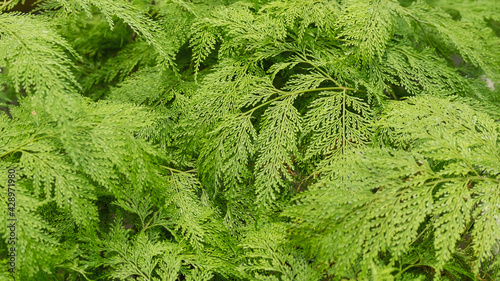 Closeup image of Davallia fejeensis or Rabbit’s Foot fern in the garden photo