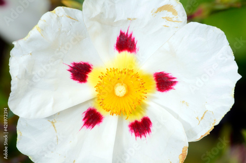 Detail of the flower of Cistus x dansereau 