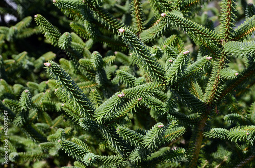 Abies pinsapo (Spanish fir)...