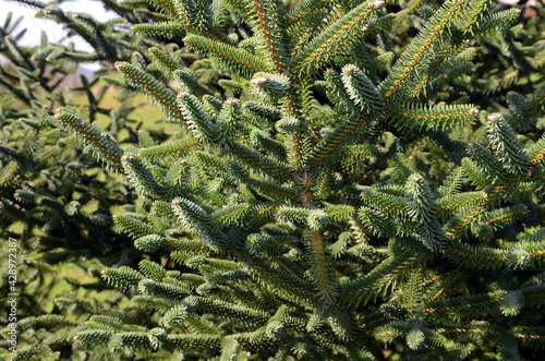Abies pinsapo (Spanish fir)...