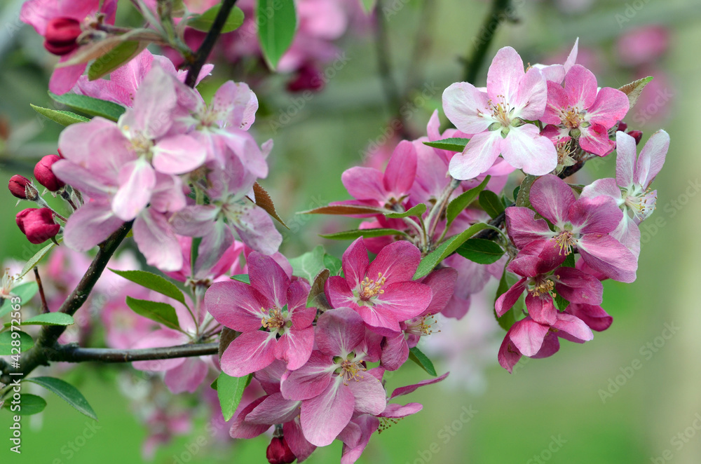 Ornamental trees: flowers of Japanese flowering crabapple (Malus floribunda) Ornamental trees: flowers of Japanese flowering crabapple (Malus floribunda)