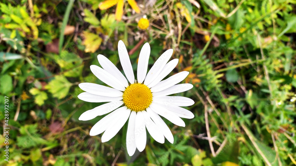 white daisy flower