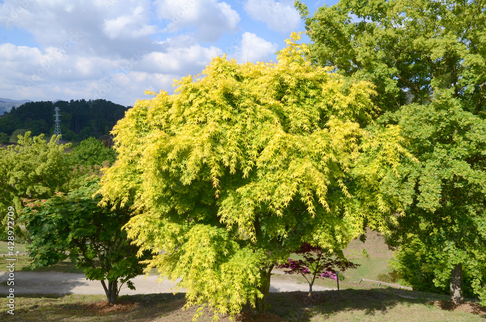 Acer palmatum 