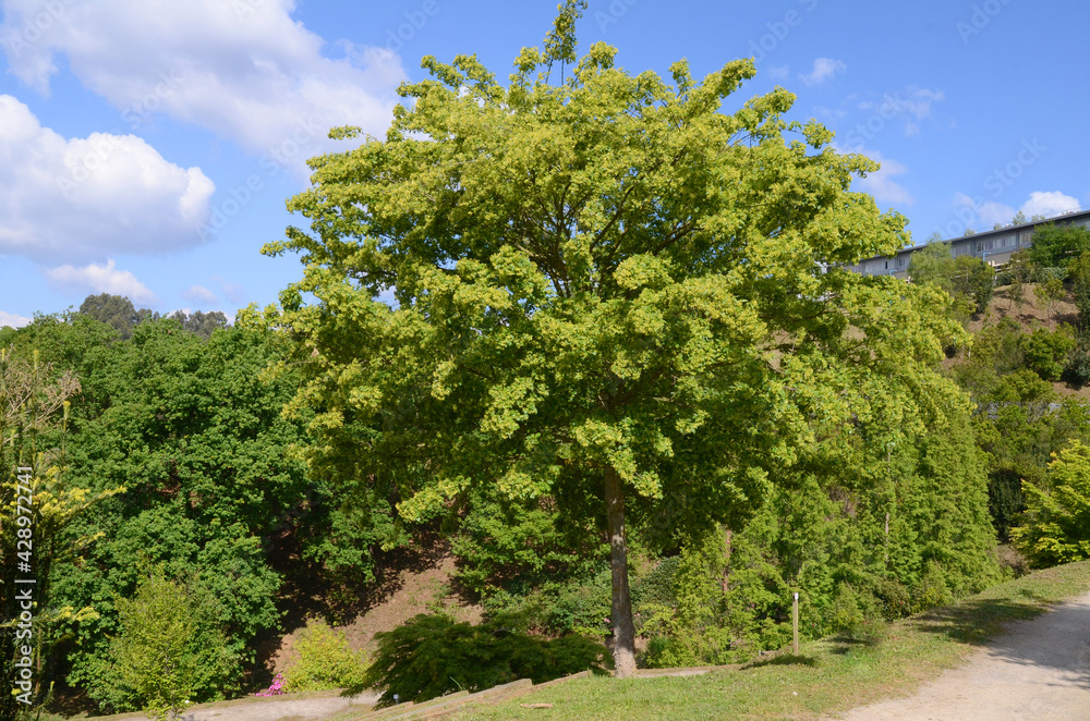 Acer buergerianum. Arboretum of the University of the Basque Country. Leioa, Spain Acer buergerianum. Arboretum of the University of the Basque Country. Leioa, Spain