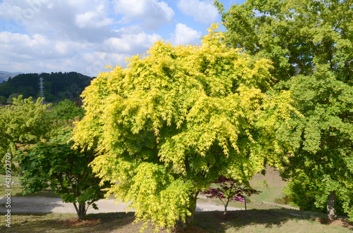 Acer palmatum "Katsura". Arboretum of the University of the Basque Country. Leioa, Spain