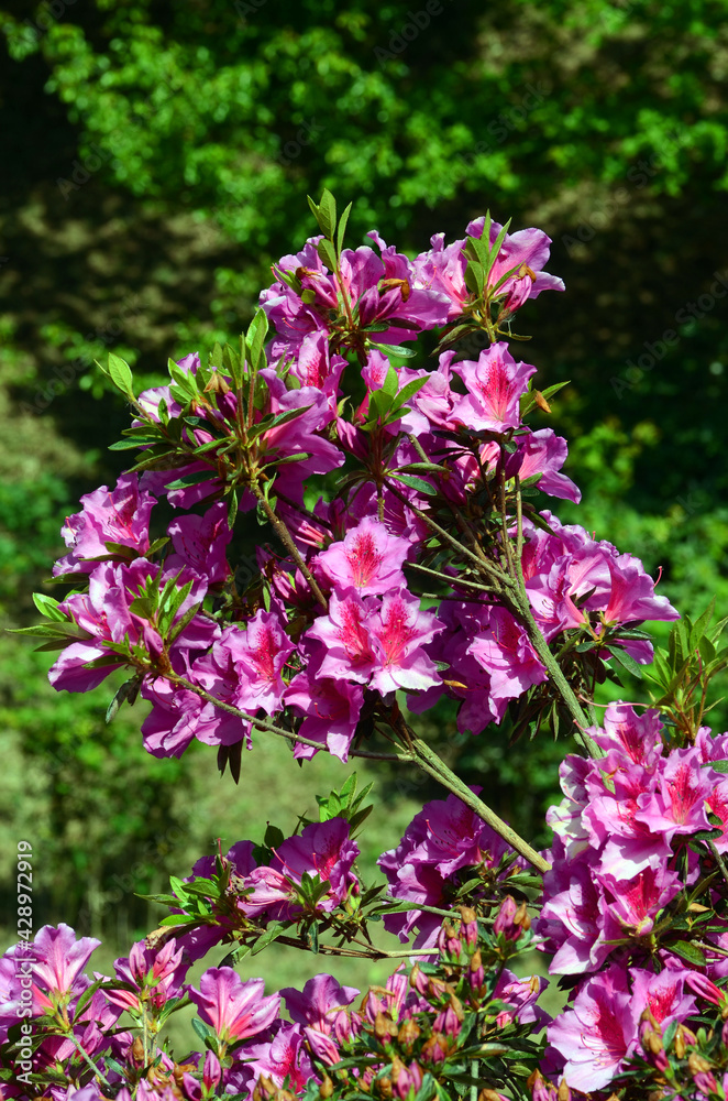 Obraz premium Azalea japonica