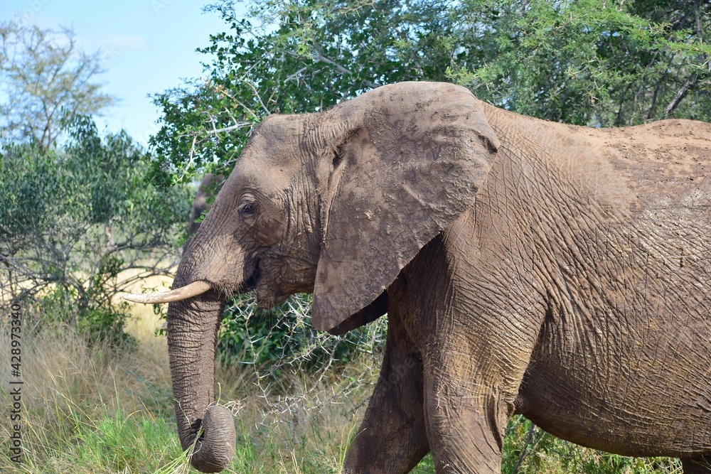 african elephant bull