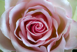 Pink rose. Leaves. Detail. Close up.