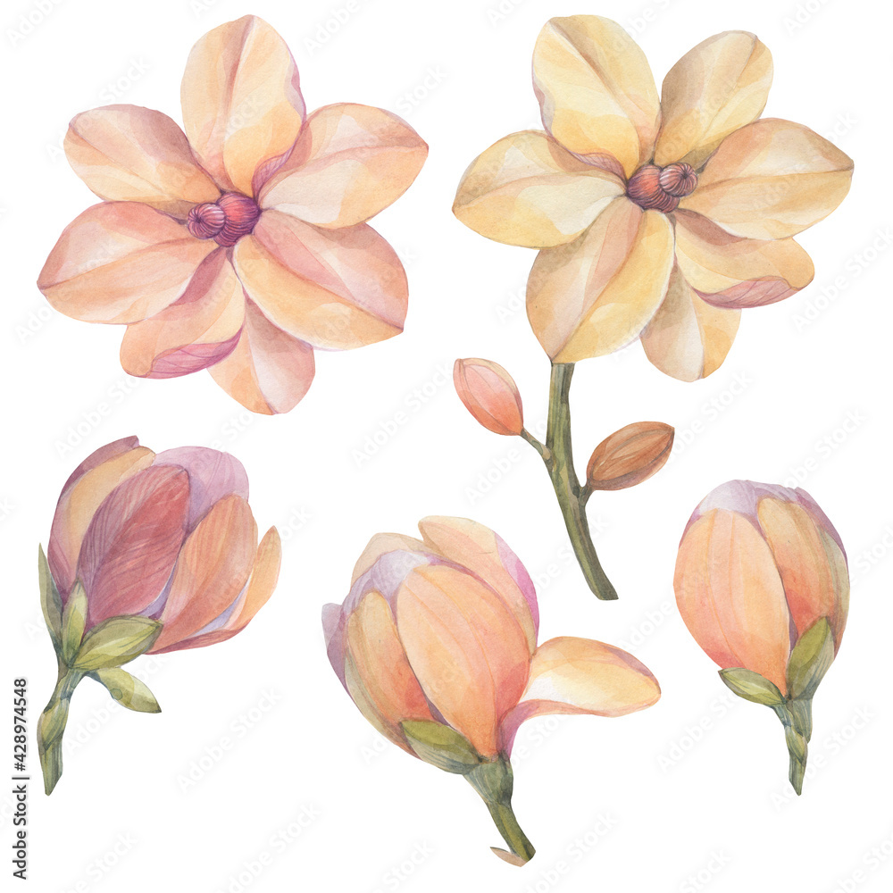 Magnolia flowers painted by watercolor. Set of flowers isolated on white background. Magnolia flowers painted by watercolor. Set of flowers isolated on white background.