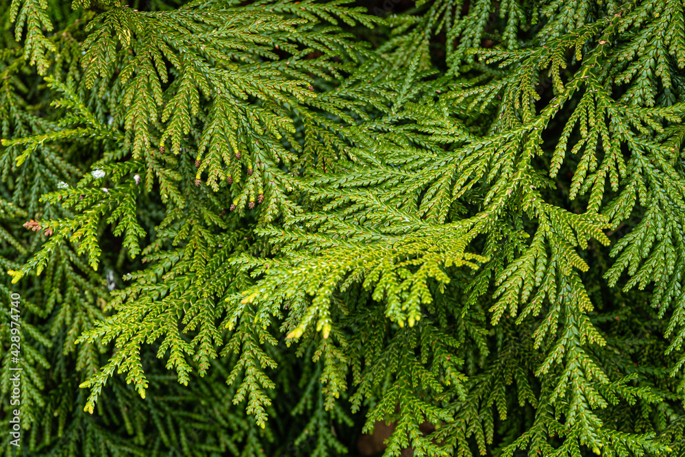 Fototapeta premium Evergreen leaves on branch of Thujopsis dolabrata, also called hiba, false arborvitae, or hiba arborvitae in 