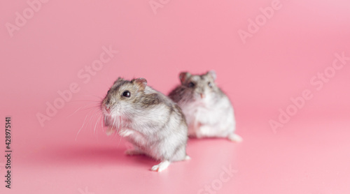 hamsters dzhungariki two on a pink background, copy space
