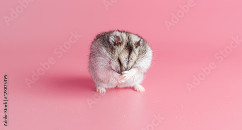 Dzhungarik hamster washes his face on a pink background, copy space