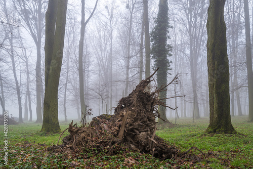 korzeń wyrwanego drzewa w mglistym lesie