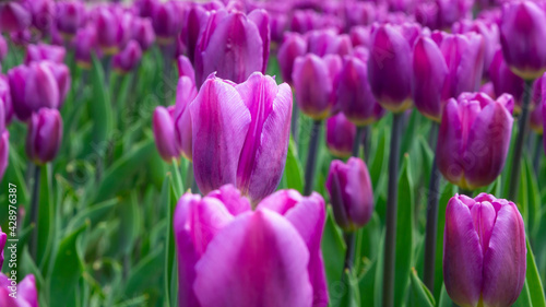 purple tulip flowers