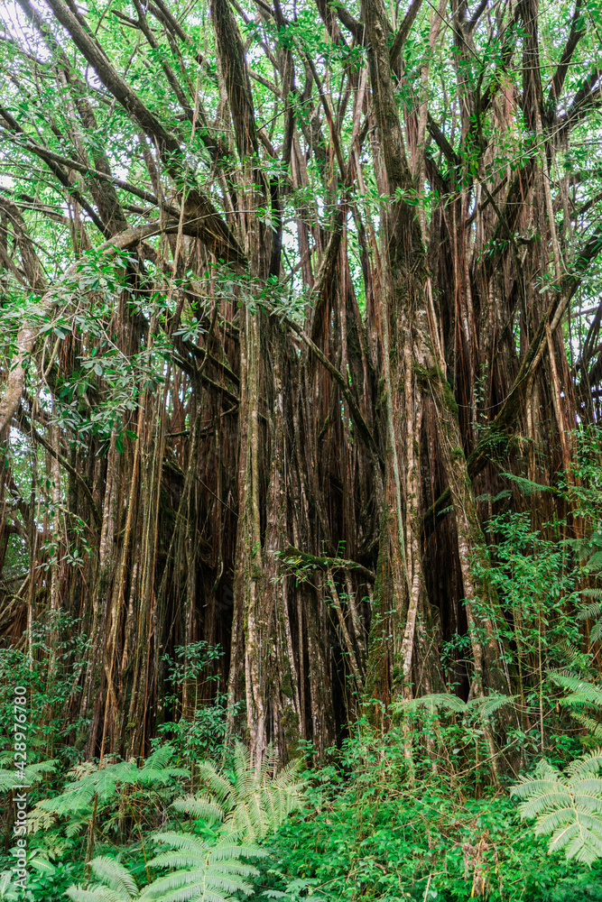 tropischer Baum im Akaka Falls state Park tropischer Baum im Akaka Falls state Park