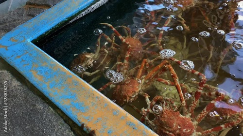 Japanese spider crabs in the aquarium handheld middle shot photo