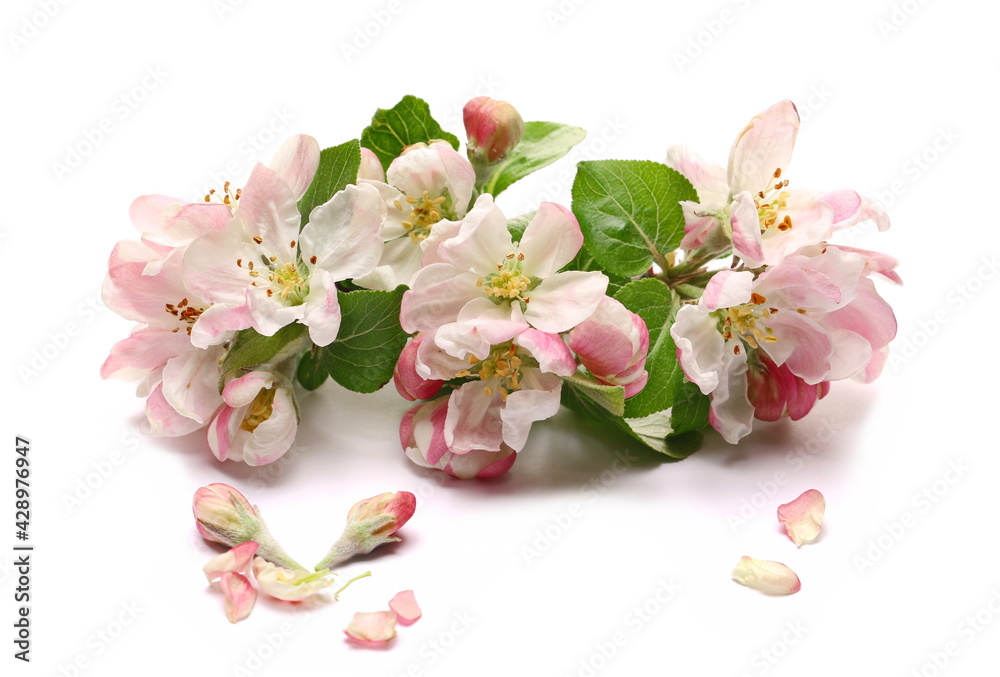 Fruit tree flowers with leaves blooming in spring, isolated on white background