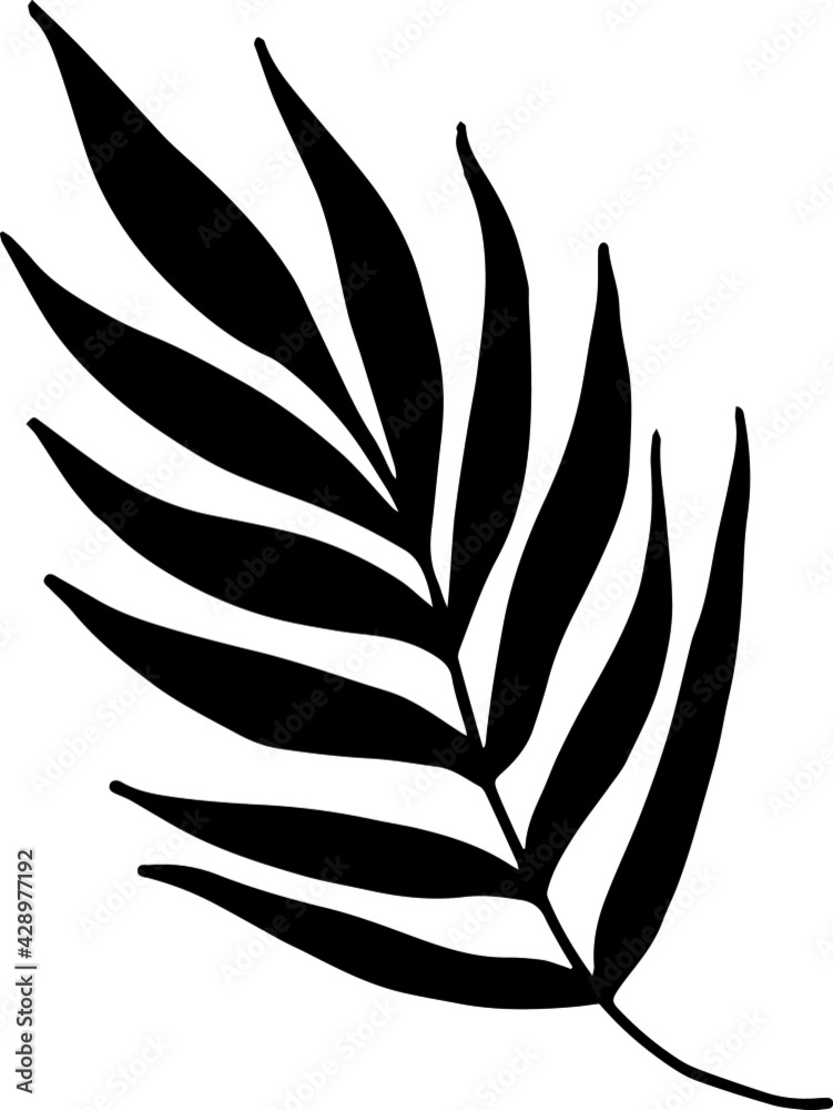 Single hand drawn tropical leaf of palm. In doodle style, black outline isolated on a white background. Design cute element for card, poster, social media banner, sticker. Vector illustration.