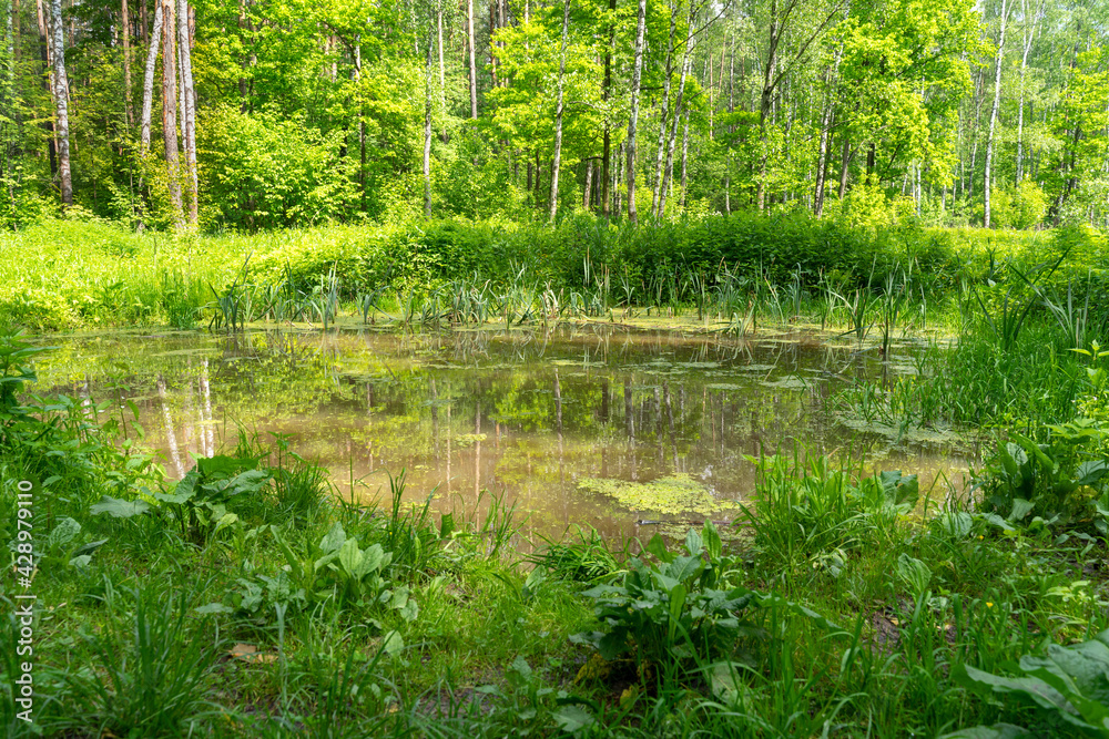 small forest pond on a summer sunny day