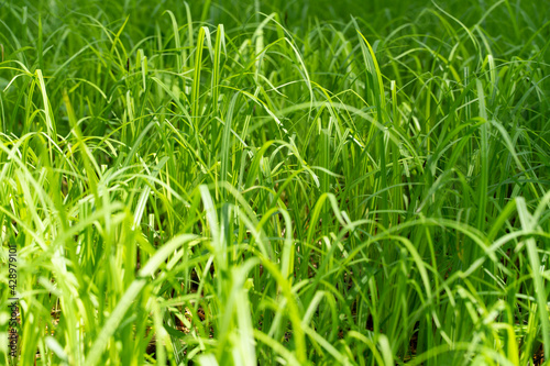 young juicy green grass close-up. natural background