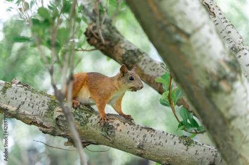 red squirrel on a tree on a summer day