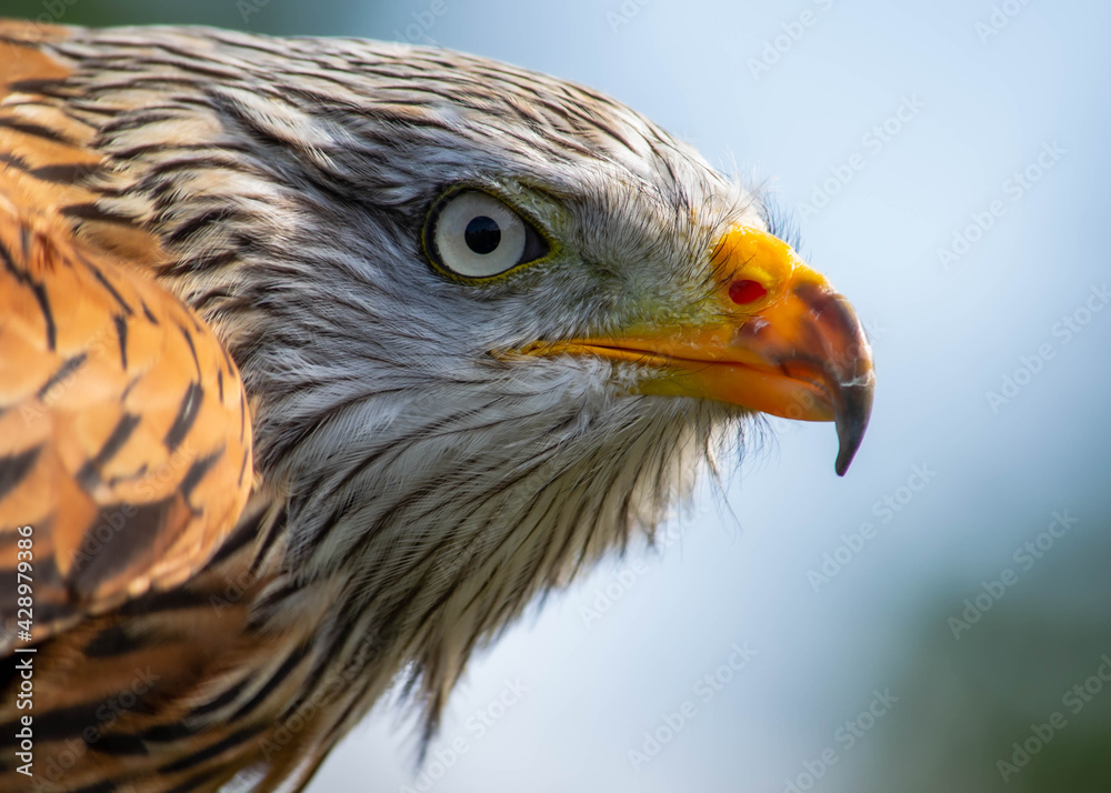 Red Kite portrait head eye Red Kite portrait head eye