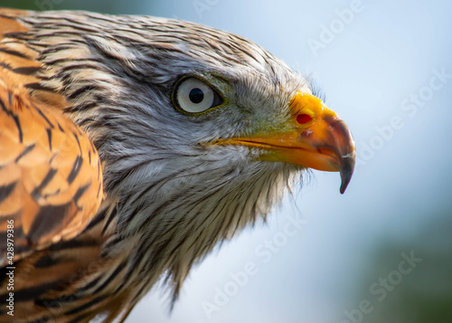 Red Kite portrait  head eye