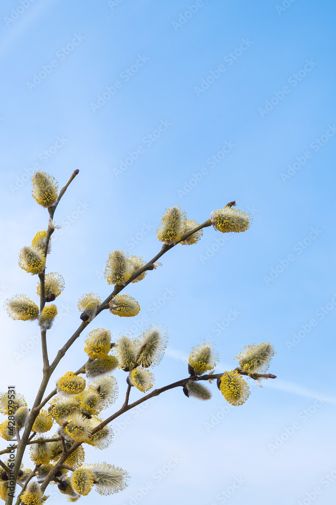 Blooming branches of a yellow willow against a blue spring sky on a sunny day. Palm Sunday. Space for text Blooming branches of a yellow willow against a blue spring sky on a sunny day. Palm Sunday. Space for text