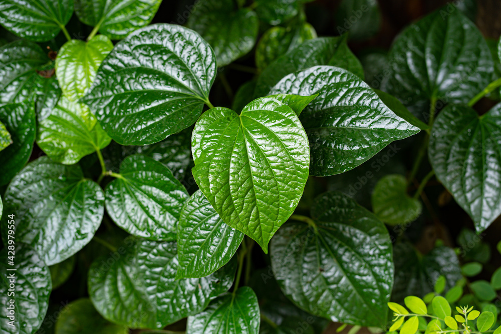 the green Betel leaves in the garden the green Betel leaves in the garden