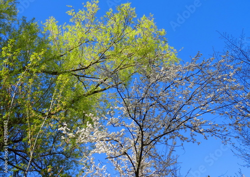 tree in the sky