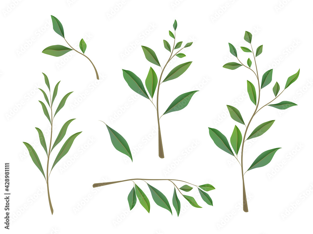 Fototapeta Vector Hand Painted Set With Eucalyptus Leaves And Branches. Eucalyptus leaves set isolated on white background