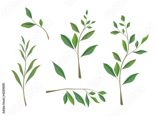 Vector Hand Painted Set With Eucalyptus Leaves And Branches. Eucalyptus leaves set isolated on white background