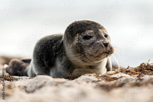 Fototapeta Naklejka Na Ścianę i Meble -  Seal on the beach on the Baltic Sea.