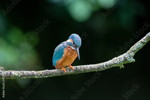 Kingfisher (Alcedo atthis) perched on a tree branch with a dark green background
