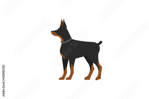 Doberman service dog on a white background. Dog icon or logo element.Vector illustration. Flat style. Standard breed design, side view. Cartoon character of a dog. Pet..