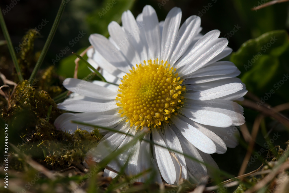 Common Daisy Flower in Bloom. Spring flowers. Sunny mood in nature Common Daisy Flower in Bloom. Spring flowers. Sunny mood in nature