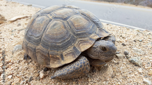 Desert Tortoise Close-up