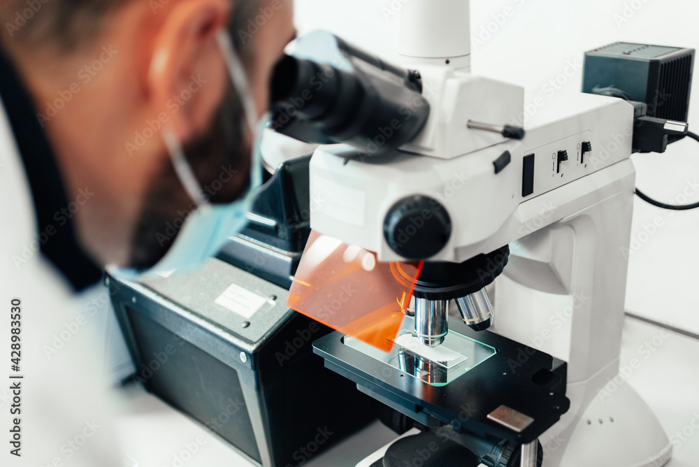 Fototapeta premium The scientist looks through the microscope.